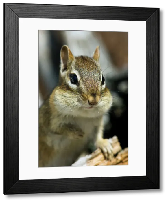 Framed Print : Eastern chipmunk Tamias striatus) Gathering seeds in cheek pouches, Greater Sudbury, Ontario, Canada Framed Print : Eastern chipmunk Tamias striatus) Gathering seeds in cheek pouches, Greater Sudbury, Ontario, Canada
