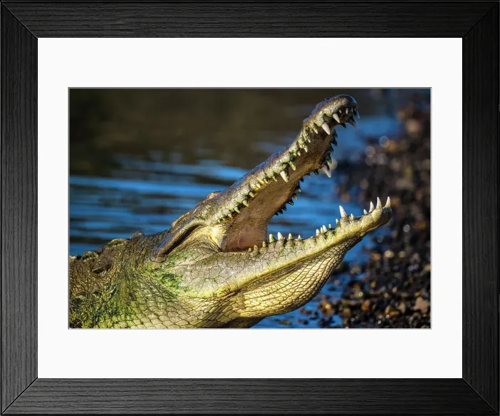 Framed Print : American crocodile (Crocodylus acutus), Tarcoles River, Tarcoles, Puntarenas, Costa Rica Framed Print : American crocodile (Crocodylus acutus), Tarcoles River, Tarcoles, Puntarenas, Costa Rica