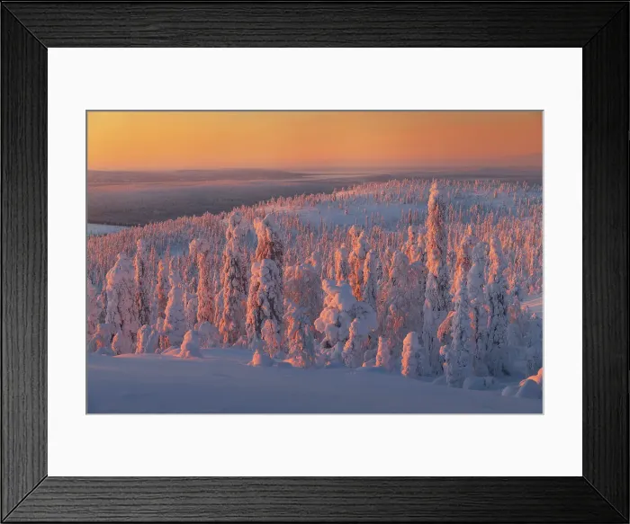 Framed Print : First light of the day hits the snowy trees from the top of the Kuertunturi, in the Yllas-Pallastunturi National Park, Lapland, Finland