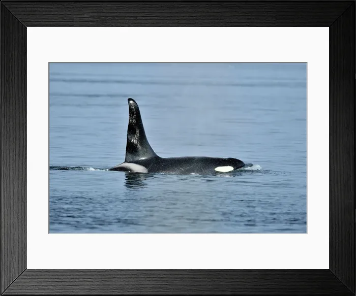 Framed Print : killer whale (Orcinus orca) Bull member of the Resident pod in its summer salmon feeding territory, Johnstone Strait, Vancouver Is. British Columbia, Canada Framed Print : killer whale (Orcinus orca) Bull member of the Resident pod in its summer salmon feeding territory, Johnstone Strait, Vancouver Is. British Columbia, Canada