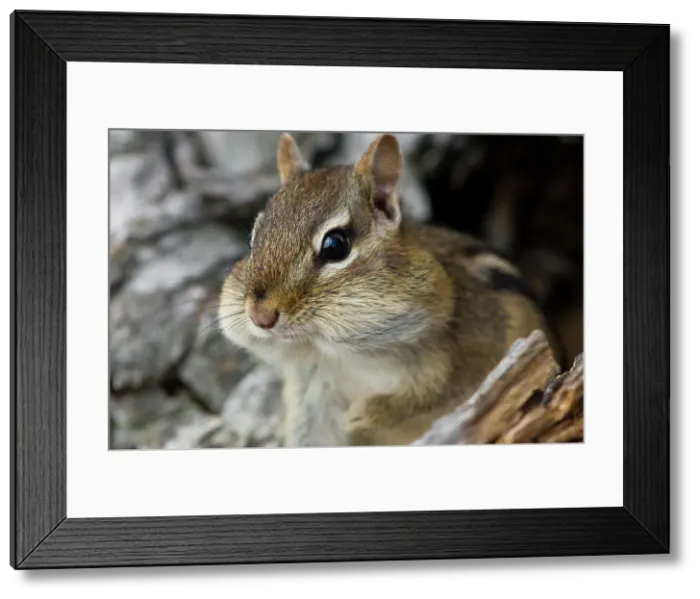 Framed Print : Eastern chipmunk Tamias striatus) Gathering seeds in cheek pouches, Greater Sudbury, Ontario, Canada Framed Print : Eastern chipmunk Tamias striatus) Gathering seeds in cheek pouches, Greater Sudbury, Ontario, Canada
