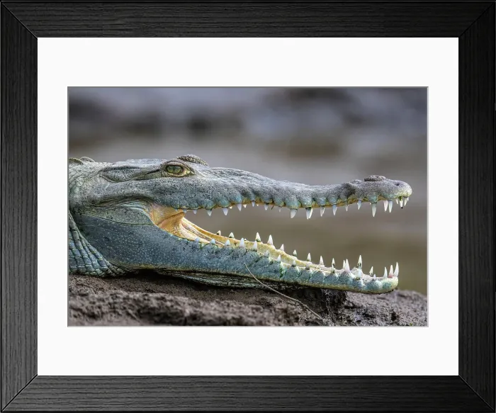 Framed Print : American crocodile (Crocodylus acutus), Rio Tarcoles, Tarcoles, Puntarenas, Costa Rica Framed Print : American crocodile (Crocodylus acutus), Rio Tarcoles, Tarcoles, Puntarenas, Costa Rica