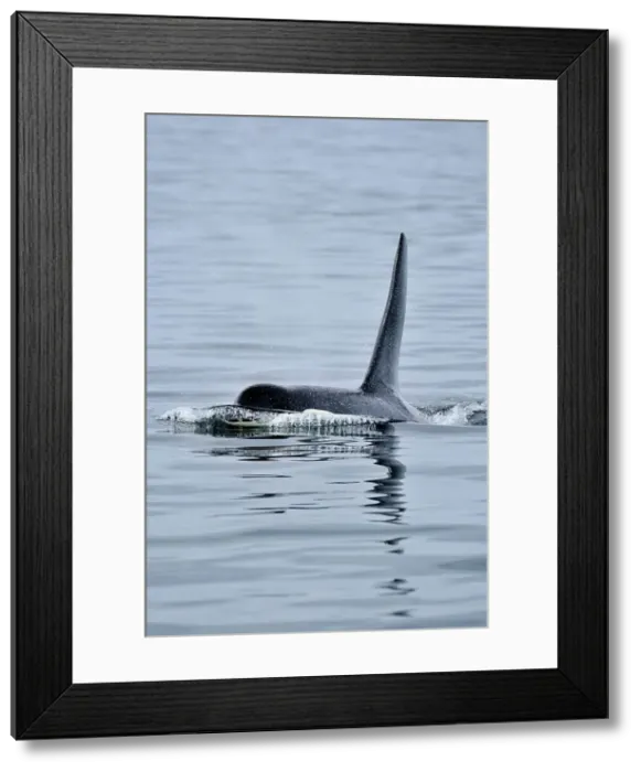 Framed Print : killer whale (Orcinus orca) Bull member of the Resident pod in its summer salmon feeding territory, Johnstone Strait, Vancouver Is. British Columbia, Canada Framed Print : killer whale (Orcinus orca) Bull member of the Resident pod in its summer salmon feeding territory, Johnstone Strait, Vancouver Is. British Columbia, Canada