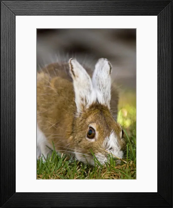 Framed Print : Varying hare, Lepus americanus. Transitional pelage, grazing on lawn, Lively, Ontario, Canada Framed Print : Varying hare, Lepus americanus. Transitional pelage, grazing on lawn, Lively, Ontario, Canada