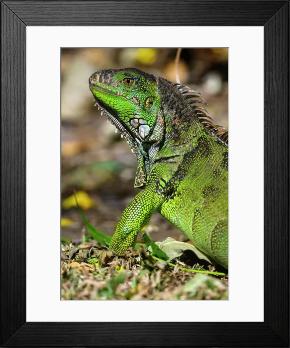 Framed Print : Green Iguana (Iguana iguana), Bougainvillea Hotel, Heredia, Santo Domingo, Costa Rica Framed Print : Green Iguana (Iguana iguana), Bougainvillea Hotel, Heredia, Santo Domingo, Costa Rica