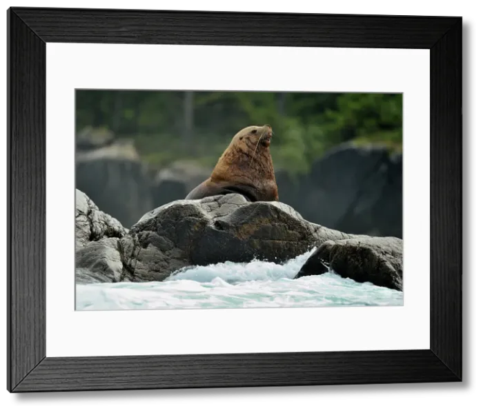 Framed Print : Steller sea lion (Eumetopias jubatus) Haulout at Ashby Point, Hope Island, Vancouver Is, British Columbia, Canada Framed Print : Steller sea lion (Eumetopias jubatus) Haulout at Ashby Point, Hope Island, Vancouver Is, British Columbia, Canada
