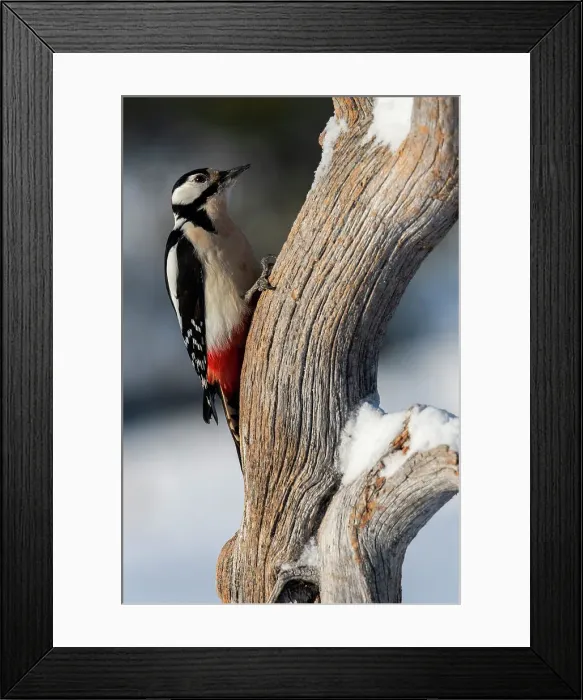 Framed Print : Pileated woodpecker feeding over a tree trunk in the Oulanka National Park, Lapland, Finland Framed Print : Pileated woodpecker feeding over a tree trunk in the Oulanka National Park, Lapland, Finland