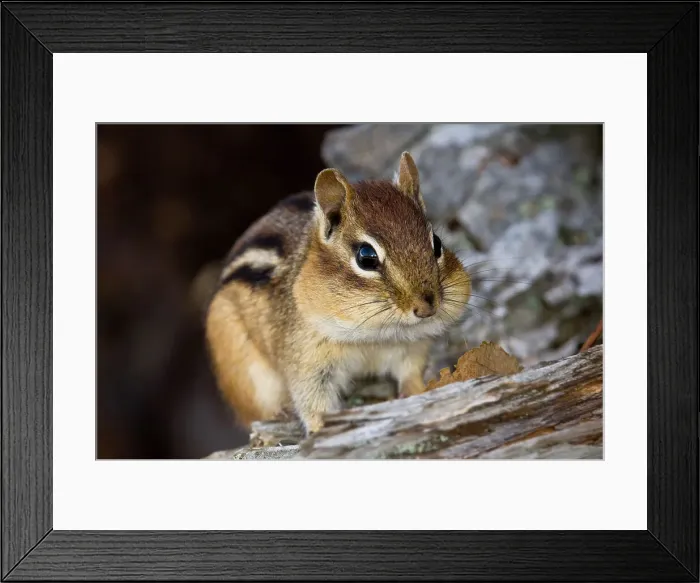 Framed Print : Eastern chipmunk Tamias striatus) Gathering seeds in cheek pouches, Greater Sudbury, Ontario, Canada Framed Print : Eastern chipmunk Tamias striatus) Gathering seeds in cheek pouches, Greater Sudbury, Ontario, Canada