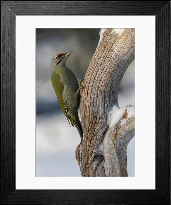 Framed Print : European Green Woodpecker feeding over a tree trunk in the Oulanka National Park, Lapland, Finland