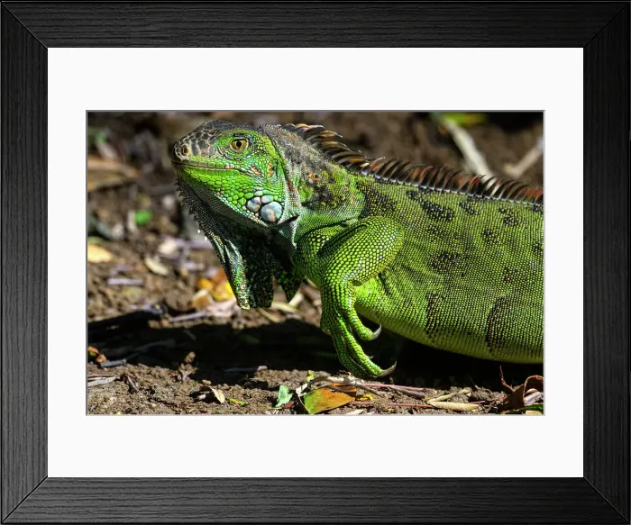 Framed Print : Green Iguana (Iguana iguana), Bougainvillea Hotel, Heredia, Santo Domingo, Costa Rica Framed Print : Green Iguana (Iguana iguana), Bougainvillea Hotel, Heredia, Santo Domingo, Costa Rica
