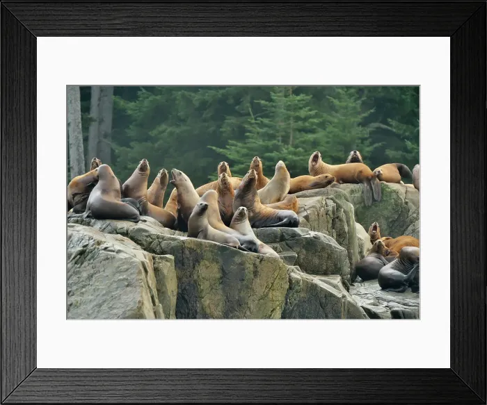 Framed Print : Steller sea lion (Eumetopias jubatus) Haulout at Ashby Point, Hope Island, Vancouver Is, British Columbia, Canada Framed Print : Steller sea lion (Eumetopias jubatus) Haulout at Ashby Point, Hope Island, Vancouver Is, British Columbia, Canada