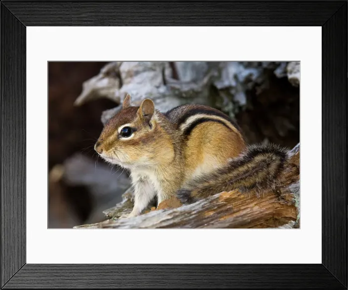 Framed Print : Eastern chipmunk Tamias striatus) Gathering seeds in cheek pouches, Greater Sudbury, Ontario, Canada Framed Print : Eastern chipmunk Tamias striatus) Gathering seeds in cheek pouches, Greater Sudbury, Ontario, Canada