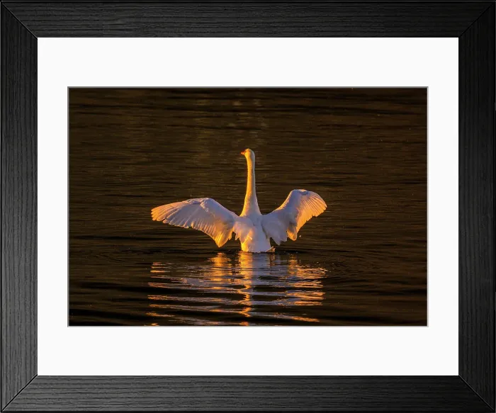Framed Print : Mute swan (Cygnus olor) on the Seine, Vernon, Normandy, France Framed Print : Mute swan (Cygnus olor) on the Seine, Vernon, Normandy, France