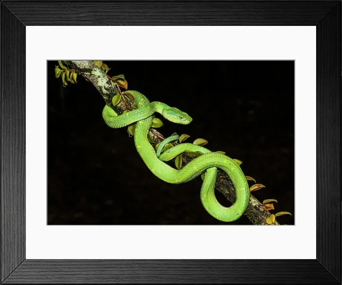 Framed Print : Side-striped Palm Pit Viper (Bothriechis lateralis), Frogs heaven, Horquetas de Sarapiqui, Horquetas, Costa Rica Framed Print : Side-striped Palm Pit Viper (Bothriechis lateralis), Frogs heaven, Horquetas de Sarapiqui, Horquetas, Costa Rica