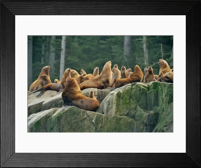 Framed Print : Steller sea lion (Eumetopias jubatus) Haulout at Ashby Point, Hope Island, Vancouver Is, British Columbia, Canada Framed Print : Steller sea lion (Eumetopias jubatus) Haulout at Ashby Point, Hope Island, Vancouver Is, British Columbia, Canada