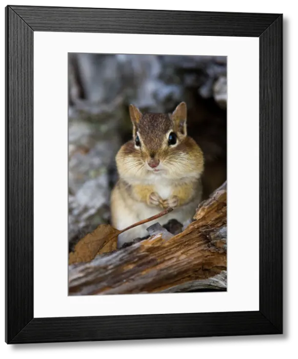 Framed Print : Eastern chipmunk Tamias striatus) Gathering seeds in cheek pouches, Greater Sudbury, Ontario, Canada Framed Print : Eastern chipmunk Tamias striatus) Gathering seeds in cheek pouches, Greater Sudbury, Ontario, Canada