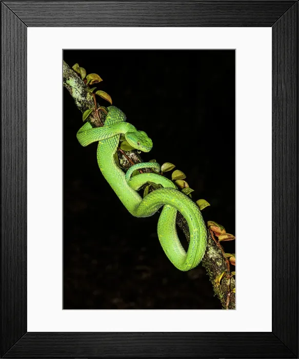 Framed Print : Side-striped Palm Pit Viper (Bothriechis lateralis), Frogs heaven, Horquetas de Sarapiqui, Horquetas, Costa Rica Framed Print : Side-striped Palm Pit Viper (Bothriechis lateralis), Frogs heaven, Horquetas de Sarapiqui, Horquetas, Costa Rica
