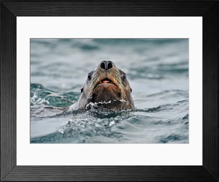 Framed Print : Steller sea lion (Eumetopias jubatus) Swimming near haulout at Ashby Point, Hope Island, Vancouver Is, British Columbia, Canada Framed Print : Steller sea lion (Eumetopias jubatus) Swimming near haulout at Ashby Point, Hope Island, Vancouver Is, British Columbia, Canada
