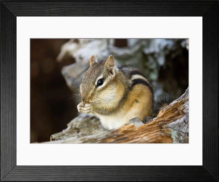 Framed Print : Eastern chipmunk Tamias striatus) Gathering seeds in cheek pouches, Greater Sudbury, Ontario, Canada Framed Print : Eastern chipmunk Tamias striatus) Gathering seeds in cheek pouches, Greater Sudbury, Ontario, Canada