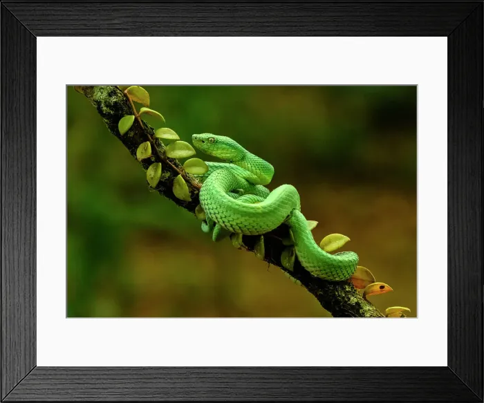 Framed Print : Side-striped Palm Pit Viper (Bothriechis lateralis), Frogs heaven, Horquetas de Sarapiqui, Horquetas, Costa Rica Framed Print : Side-striped Palm Pit Viper (Bothriechis lateralis), Frogs heaven, Horquetas de Sarapiqui, Horquetas, Costa Rica