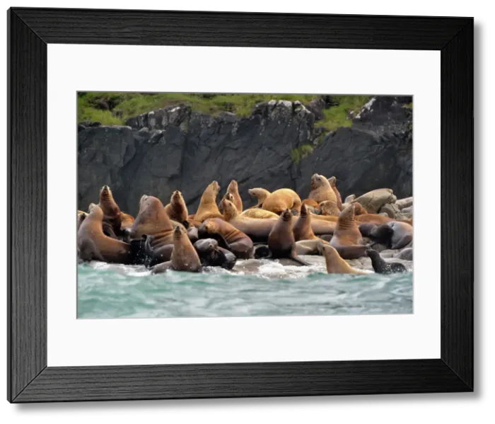 Framed Print : Steller sea lion (Eumetopias jubatus) Haulout at Ashby Point, Hope Island, Vancouver Is, British Columbia, Canada