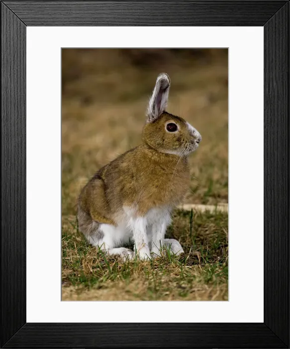 Framed Print : Varying hare, Lepus americanus. Transitional pelage, Lively, Ontario, Canada Framed Print : Varying hare, Lepus americanus. Transitional pelage, Lively, Ontario, Canada