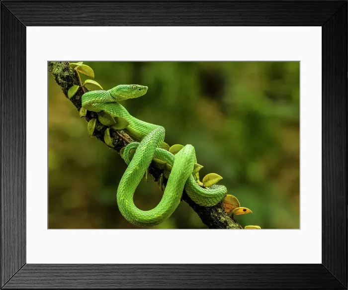 Framed Print : Side-striped Palm Pit Viper (Bothriechis lateralis), Frogs heaven, Horquetas de Sarapiqui, Horquetas, Costa Rica Framed Print : Side-striped Palm Pit Viper (Bothriechis lateralis), Frogs heaven, Horquetas de Sarapiqui, Horquetas, Costa Rica