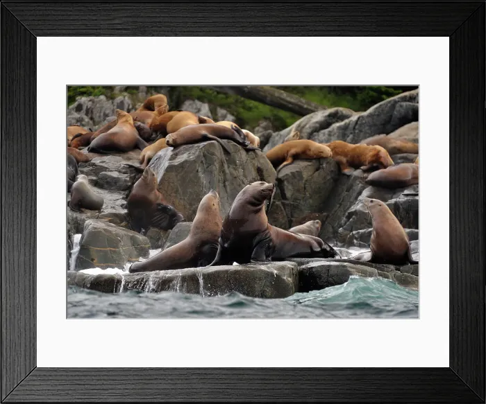 Framed Print : Steller sea lion (Eumetopias jubatus) Haulout at Ashby Point, Hope Island, Vancouver Is, British Columbia, Canada Framed Print : Steller sea lion (Eumetopias jubatus) Haulout at Ashby Point, Hope Island, Vancouver Is, British Columbia, Canada