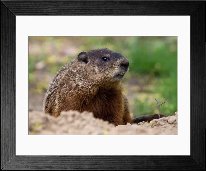 Framed Print : Groundhog, Marmota monax. Near burrow in parkland. Ottawa, Ontario, Canada Framed Print : Groundhog, Marmota monax. Near burrow in parkland. Ottawa, Ontario, Canada