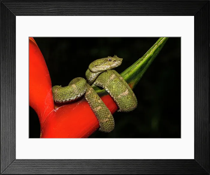 Framed Print : EYELASH PALM PITVIPER (Bothriechis schlegelii), Frogs heaven, Horquetas de Sarapiqui, Horquetas, Costa Rica Framed Print : EYELASH PALM PITVIPER (Bothriechis schlegelii), Frogs heaven, Horquetas de Sarapiqui, Horquetas, Costa Rica