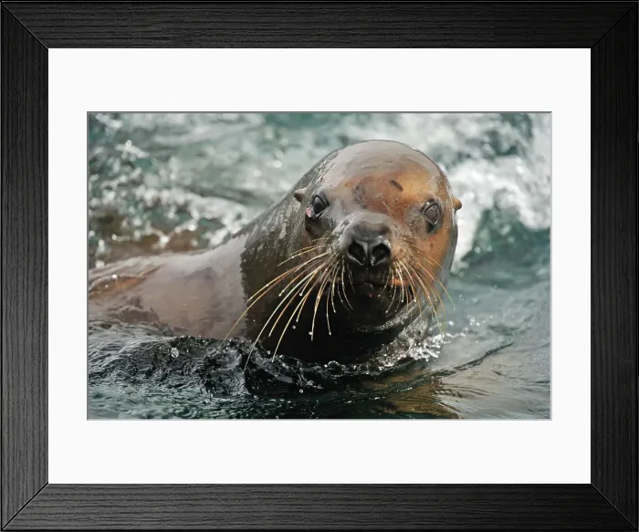 Framed Print : Steller sea lion (Eumetopias jubatus) Swimming near haulout at Ashby Point, Hope Island, Vancouver Is, British Columbia, Canada Framed Print : Steller sea lion (Eumetopias jubatus) Swimming near haulout at Ashby Point, Hope Island, Vancouver Is, British Columbia, Canada