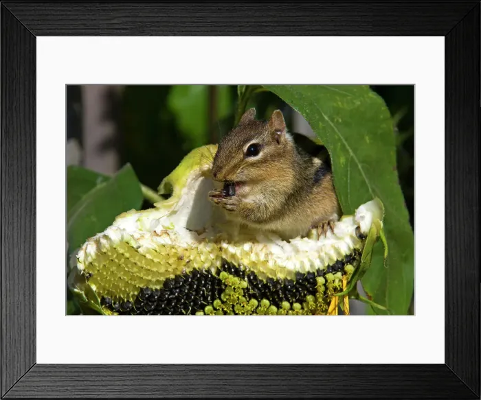 Framed Print : Eastern chipmunk Tamias striatus) Gathering seeds from garden sunflower, Greater Sudbury, Ontario, Canada Framed Print : Eastern chipmunk Tamias striatus) Gathering seeds from garden sunflower, Greater Sudbury, Ontario, Canada