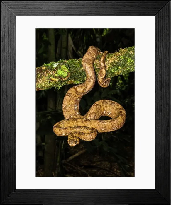Framed Print : Ringed Tree Boa (Corallus annulatus), Frogs heaven, Horquetas de Sarapiqui, Horquetas, Costa Rica Framed Print : Ringed Tree Boa (Corallus annulatus), Frogs heaven, Horquetas de Sarapiqui, Horquetas, Costa Rica