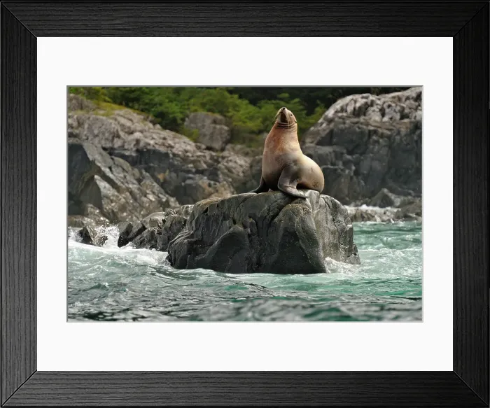 Framed Print : Steller sea lion (Eumetopias jubatus) Haulout at Ashby Point, Hope Island, Vancouver Is, British Columbia, Canada