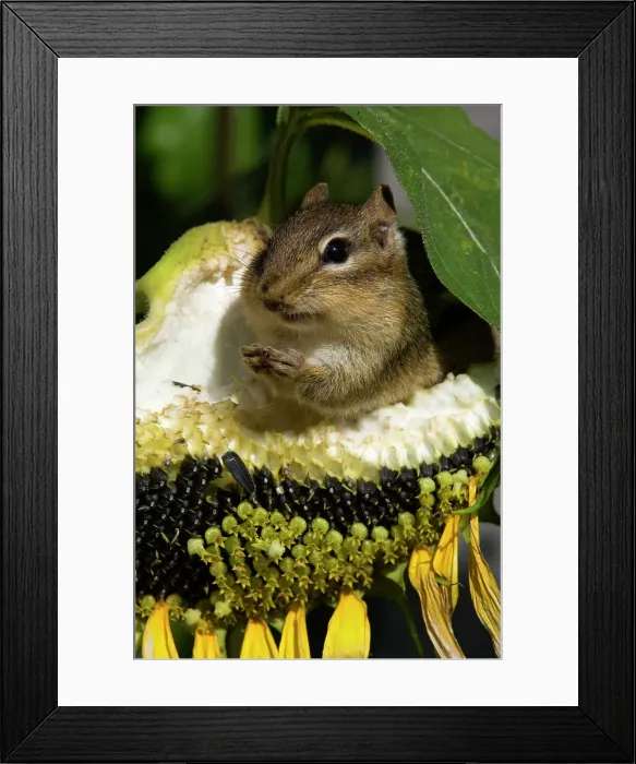 Framed Print : Eastern chipmunk Tamias striatus) Gathering seeds from garden sunflower, Greater Sudbury, Ontario, Canada Framed Print : Eastern chipmunk Tamias striatus) Gathering seeds from garden sunflower, Greater Sudbury, Ontario, Canada