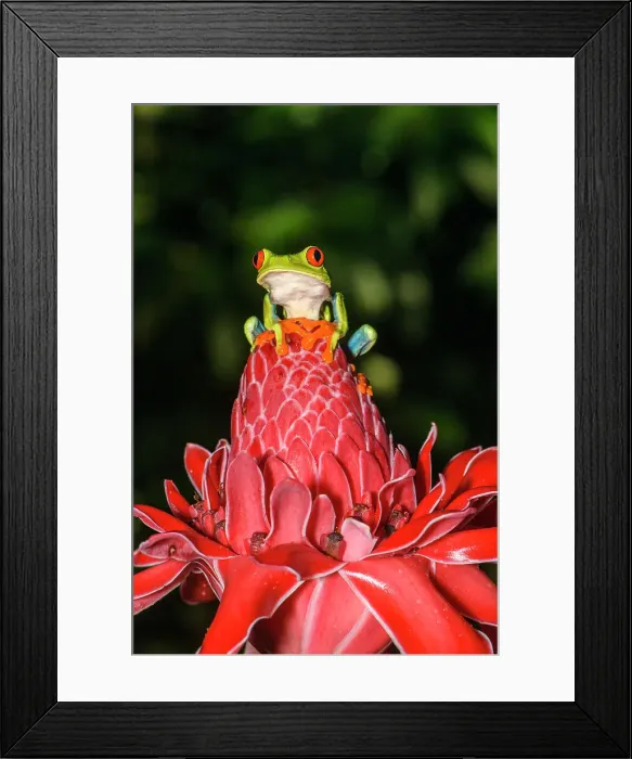 Framed Print : Red-Eyed Tree Frog (Agalychnis callidryas). Captive, Frogs Heaven, Limon, Costa Rica Framed Print : Red-Eyed Tree Frog (Agalychnis callidryas). Captive, Frogs Heaven, Limon, Costa Rica