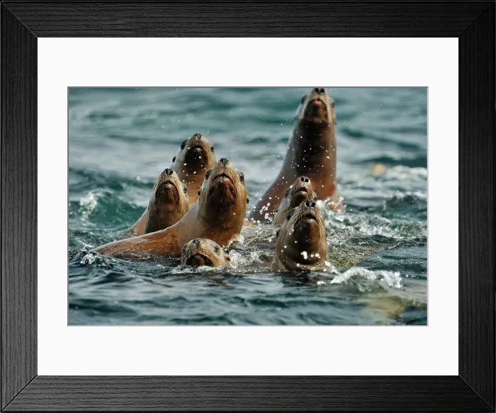 Framed Print : Steller sea lion (Eumetopias jubatus) Swimming near haulout at Ashby Point, Hope Island, Vancouver Is, British Columbia, Canada Framed Print : Steller sea lion (Eumetopias jubatus) Swimming near haulout at Ashby Point, Hope Island, Vancouver Is, British Columbia, Canada