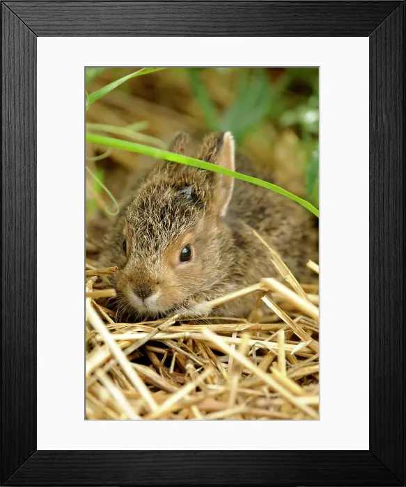 Framed Print : Varying Hare (Lepus americanus) Baby rabbit hiding in vegetable garden, Greater Sudbury, Ontario, Canada Framed Print : Varying Hare (Lepus americanus) Baby rabbit hiding in vegetable garden, Greater Sudbury, Ontario, Canada