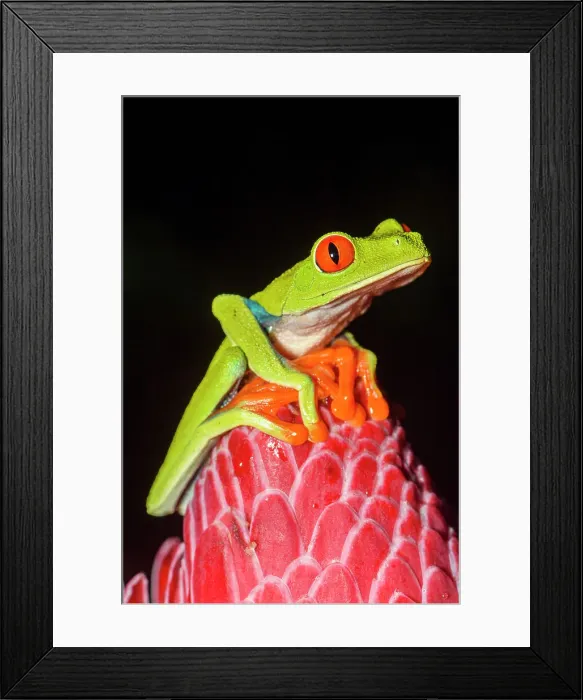 Framed Print : Red-Eyed Tree Frog (Agalychnis callidryas). Captive, Frogs Heaven, Limon, Costa Rica Framed Print : Red-Eyed Tree Frog (Agalychnis callidryas). Captive, Frogs Heaven, Limon, Costa Rica