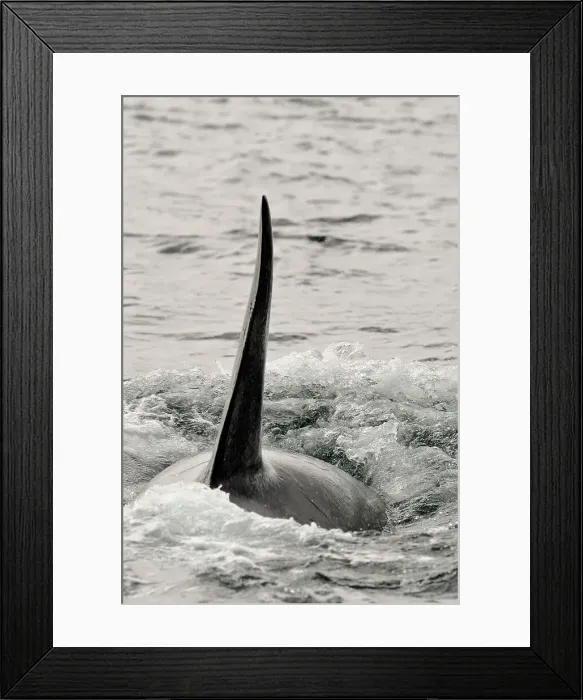 Framed Print : Killer whale (Orcinus orca) Transient pod hunting along the Inside Passage coastline, Johnstone Strait, Vancouver Is, British Columbia, Canada Framed Print : Killer whale (Orcinus orca) Transient pod hunting along the Inside Passage coastline, Johnstone Strait, Vancouver Is, British Columbia, Canada