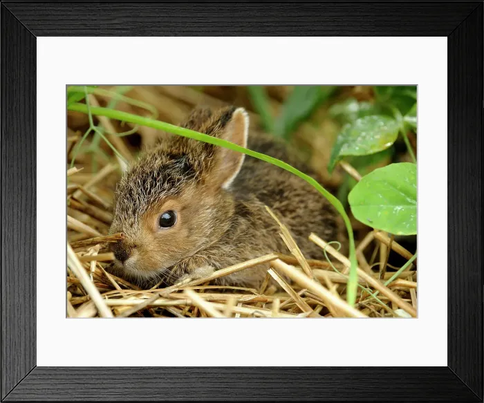 Framed Print : Varying Hare (Lepus americanus) Baby rabbit hiding in vegetable garden, Greater Sudbury, Ontario, Canada Framed Print : Varying Hare (Lepus americanus) Baby rabbit hiding in vegetable garden, Greater Sudbury, Ontario, Canada