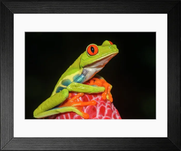 Framed Print : Red-Eyed Tree Frog (Agalychnis callidryas). Captive, Frogs Heaven, Limon, Costa Rica