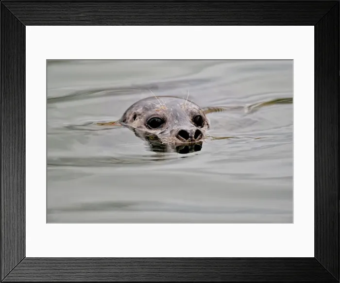 Framed Print : Harbour Seal (Phoca vitulina), Prince Rupert, British Columbia, Canada Framed Print : Harbour Seal (Phoca vitulina), Prince Rupert, British Columbia, Canada