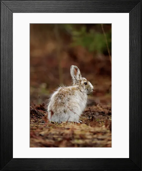 Framed Print : Varying hare (Lepus americanus) Transitional pelage in early spring, Lively, Ontario, Canada Framed Print : Varying hare (Lepus americanus) Transitional pelage in early spring, Lively, Ontario, Canada