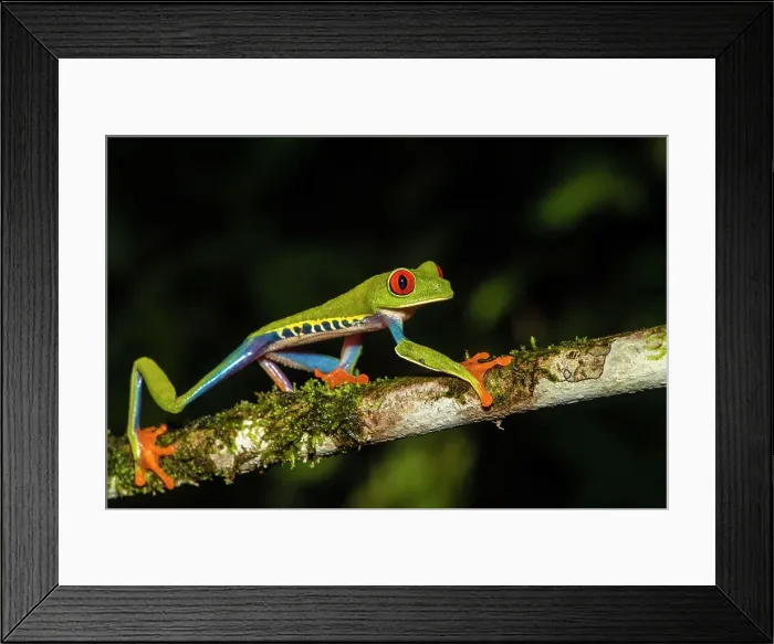 Framed Print : Red-Eyed Tree Frog (Agalychnis callidryas). Captive, Frogs Heaven, Limon, Costa Rica Framed Print : Red-Eyed Tree Frog (Agalychnis callidryas). Captive, Frogs Heaven, Limon, Costa Rica