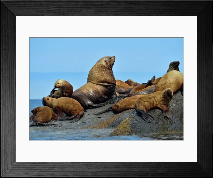 Framed Print : Steller / Northern sea lion (Eumetopias jubatus) Harems basking and interacting at year-round haulout site- Garcin Rocks, Gwaii Haanas National Park, Haida Gwaii (Queen Charlotte Islands), British Columbia, Canada Framed Print : Steller / Northern sea lion (Eumetopias jubatus) Harems basking and interacting at year-round haulout site- Garcin Rocks, Gwaii Haanas National Park, Haida Gwaii (Queen Charlotte Islands), British Columbia, Canada