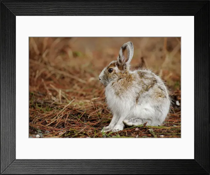 Framed Print : Varying hare (Lepus americanus) Transitional pelage in early spring, Lively, Ontario, Canada Framed Print : Varying hare (Lepus americanus) Transitional pelage in early spring, Lively, Ontario, Canada