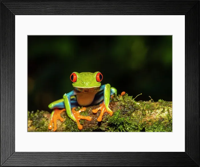 Framed Print : Red-Eyed Tree Frog (Agalychnis callidryas). Captive, Frogs Heaven, Limon, Costa Rica Framed Print : Red-Eyed Tree Frog (Agalychnis callidryas). Captive, Frogs Heaven, Limon, Costa Rica