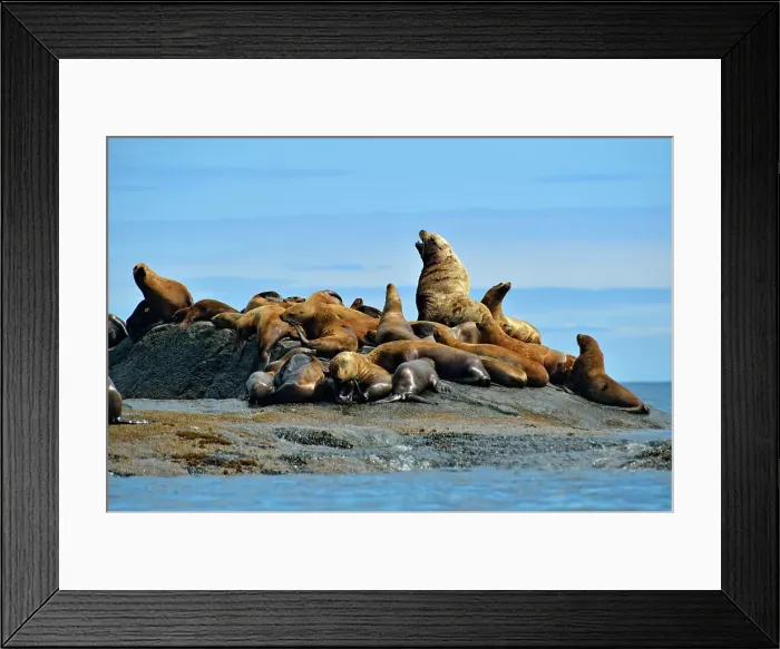 Framed Print : Steller / Northern sea lion (Eumetopias jubatus) Harems basking and interacting at year-round haulout site- Garcin Rocks, Gwaii Haanas National Park, Haida Gwaii (Queen Charlotte Islands), British Columbia, Canada Framed Print : Steller / Northern sea lion (Eumetopias jubatus) Harems basking and interacting at year-round haulout site- Garcin Rocks, Gwaii Haanas National Park, Haida Gwaii (Queen Charlotte Islands), British Columbia, Canada