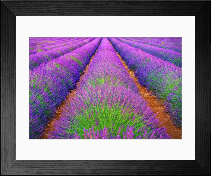 Framed Print : Plateau de Valensole, Lavender Fields, Provence, Alpes Cotes d'Azur, France Framed Print : Plateau de Valensole, Lavender Fields, Provence, Alpes Cotes d'Azur, France